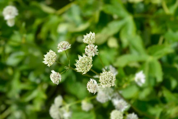 Carnic Masterwort Flowers Латинское Название Astrantia Carniolica — стоковое фото
