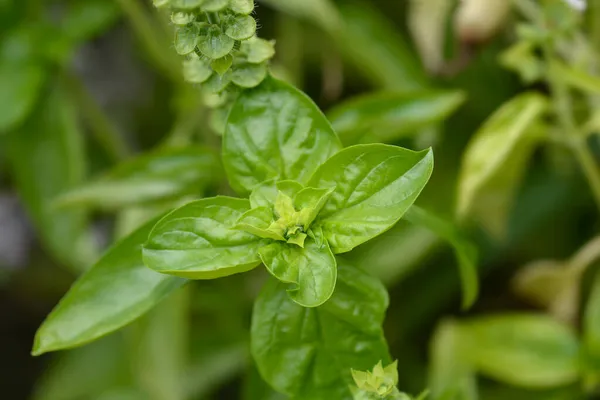 Folhas Manjericão Comum Nome Latino Ocimum Basilicum — Fotografia de Stock