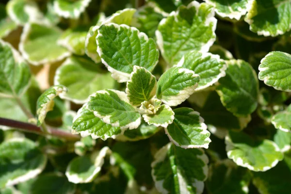 Swedish Ivy Marginatus Leaves Latin Name Plectranthus Forsteri Marginatus — Stock Photo, Image