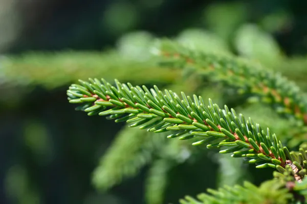 Épinette Blanche Pointe Jaune Nom Latin Picea Orientalis Aureospicata — Photo