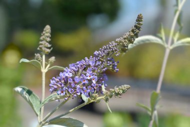 Yaz leylağı Lochinch çiçekleri - Latin adı - Buddleja Lochinch