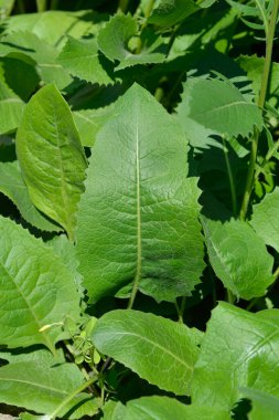 Tek çiçekli sawwort yaprakları - Latince adı - Klasea lycopifolia (Serratula lycopifolia)