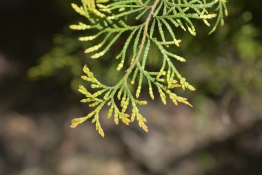 Rheingold Arborvitae şubesi - Latince adı Thuja occidentalis Rheingold
