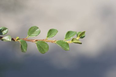 Kaya kronometre kolu - Latince adı - Cotoneaster yatay