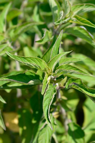 Pineapple Sage Ananas Leaves Latin Name Salvia Elegans Ananas — Stock Photo, Image