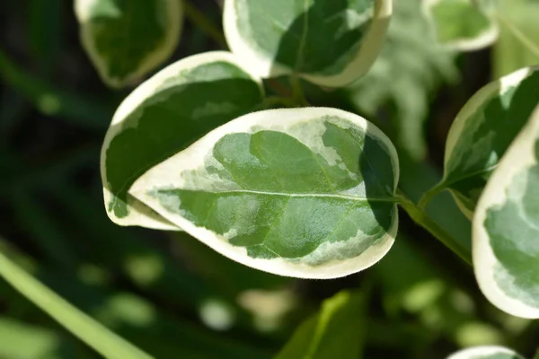 Urozmaicone Liście Okoniokształtne Nazwa Łacińska Vinca Major Variegata — Zdjęcie stockowe