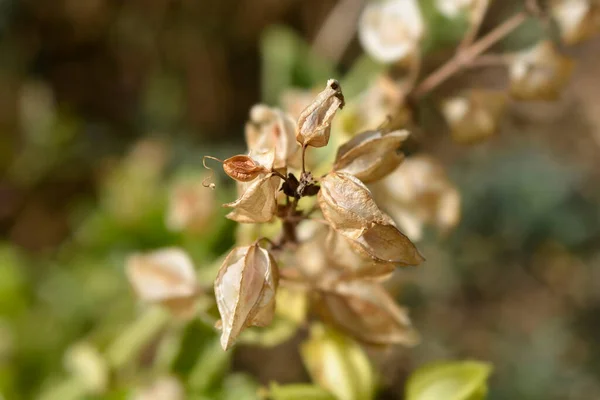 Semena Opic Latinský Název Mimulus Luteus — Stock fotografie