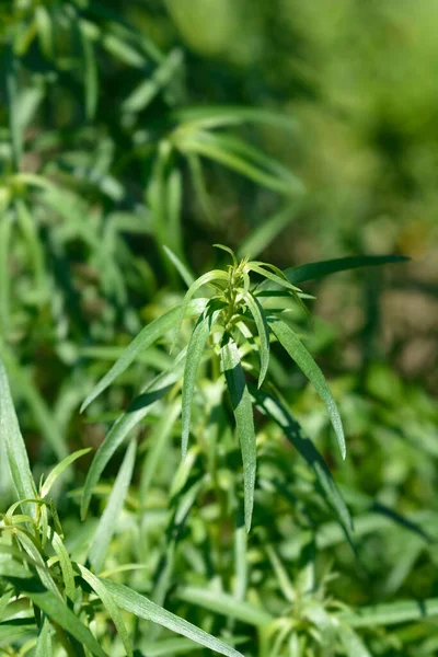 Tarragon Leaves Latin Name Artemisia Dracunculus — Stock Photo, Image