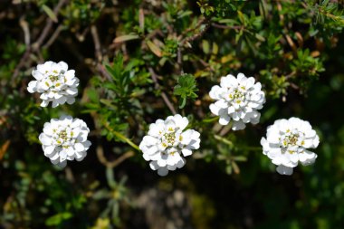 Evergreen Candy Tahoe çiçekleri - Latince adı - İberis sempervirens Tahoe