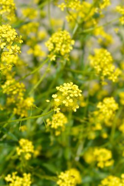 Türk roket çiçekleri - Latince adı - Bunias orientalis