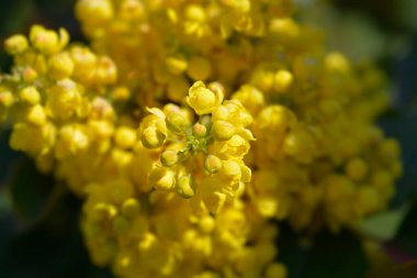 Oregon üzümlü sarı çiçekler - Latince adı - Berberis aquifolium (Mahonia aquifolium)