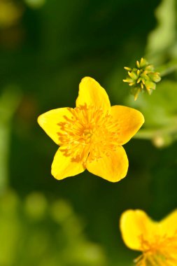 Marsh Marigold - Latince adı Caltha Palustris