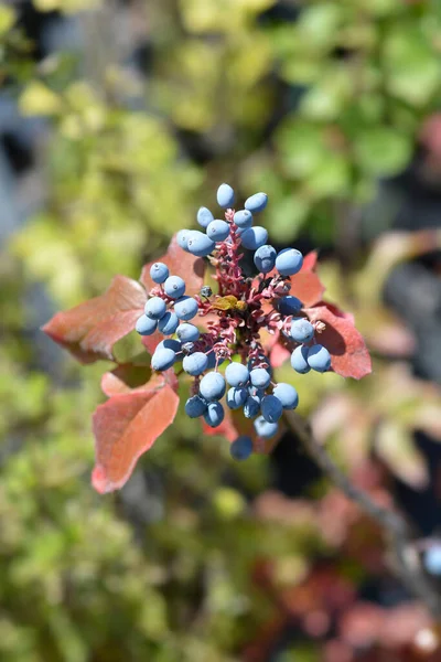 Орегонский Виноград Латинское Название Berberis Aquifolium Mahonia Aquifolium — стоковое фото