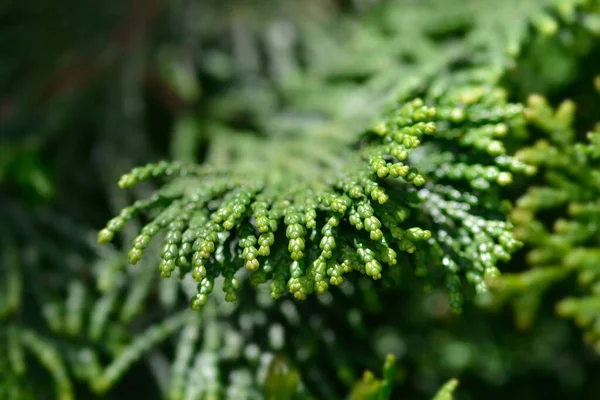 Ciprés Hinoki Gracils Nombre Latino Chamaecyparis Obtusa Gracils — Foto de Stock