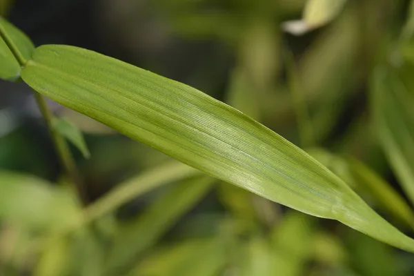 Pygmy Bamboo Leaves Latin Name Pleioblastus Pygmaeus Distichus — Stock Photo, Image