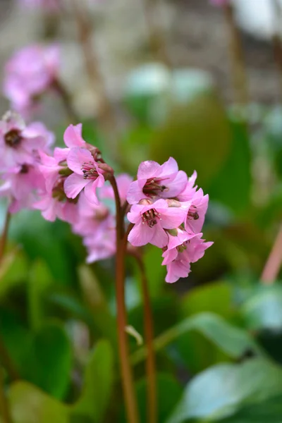 Elephants Ears Rosi Klose Pink Flowers Латинское Название Bergenia Rosi — стоковое фото