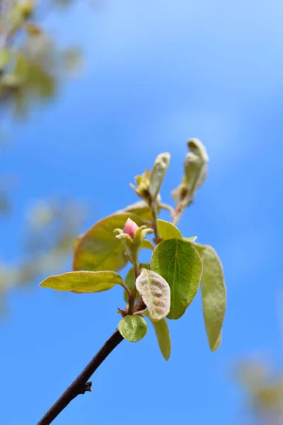 Quittenzweig Mit Blütenknospe Lateinischer Name Cydonia Oblonga — Stockfoto