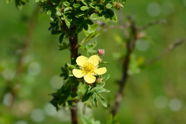 Yellow Shrubby Cinquefoil Flower Latin Name Potentilla Fruticosa Dasiphora Fruticosa — Stock Photo, Image