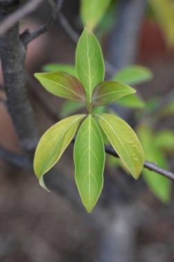 Himalaya 'da her zaman yemyeşil olan Dogwood Latince adıyla Cornus Capitata' dan ayrılır.