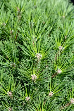 Siyah cüce çam ağacı Pierrick Bregeon - Latince adı Pinus nigra Pierrick Bregeon