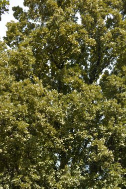 İngiliz meşesi - Latince adı - Quercus robur Fastigiata