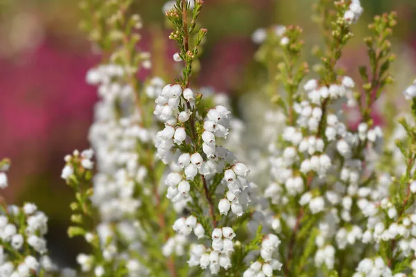 Witte Heide Bloemen Latijnse Naam Erica Gracilis Alba — Stockfoto