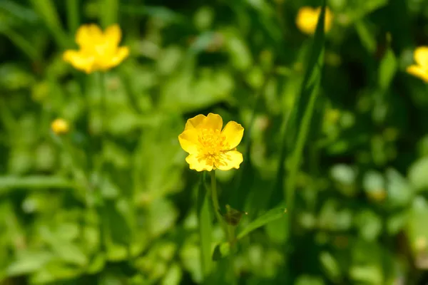 Marsh Marigold 拉丁文名 Caltha Palustris — 图库照片