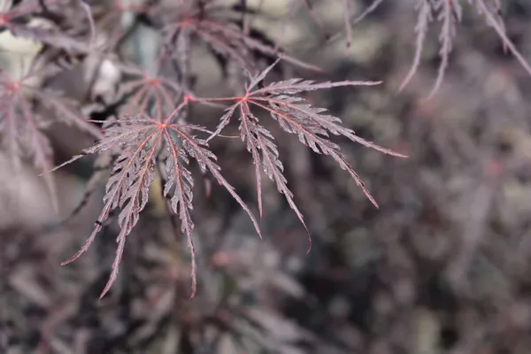 Japanese Maple Ever Red Leaves Latin Name Acer Palmatum Dissectum — Stock Photo, Image