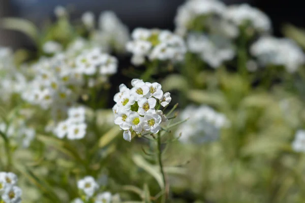 Sweet Alyssum White Flowers Latin Name Lobularia Maritima Alyssum Maritimum — Stock Photo, Image