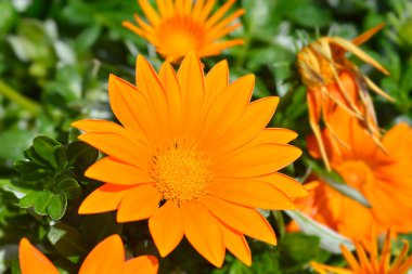 Hazine çiçeği - Latince adı - Gazania melezleri