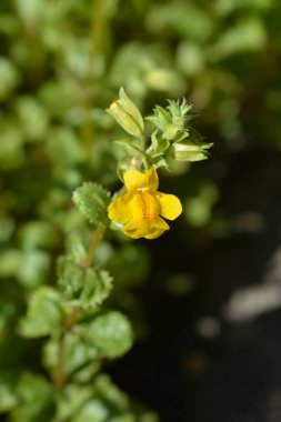 Sarı maymun çiçeği - Latince adı - Mimulus luteus (Erythranthe lutea)