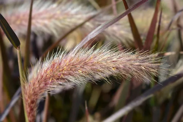 Fountain Grass Rubrum Латинское Название Pennisetum Advena Rubrum — стоковое фото