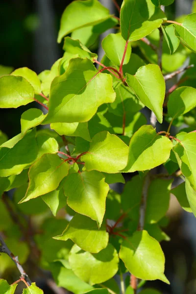 Φύλλα Βερίκοκου Λατινική Ονομασία Prunus Armeniaca — Φωτογραφία Αρχείου