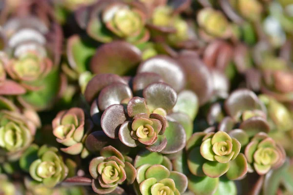 Čínská Kapka Latinský Název Sedum Tetractinum — Stock fotografie