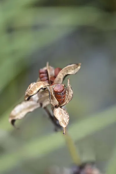 Gele Iris Open Zaadpeulen Met Zaden Latijnse Naam Iris Pseudacorus — Stockfoto