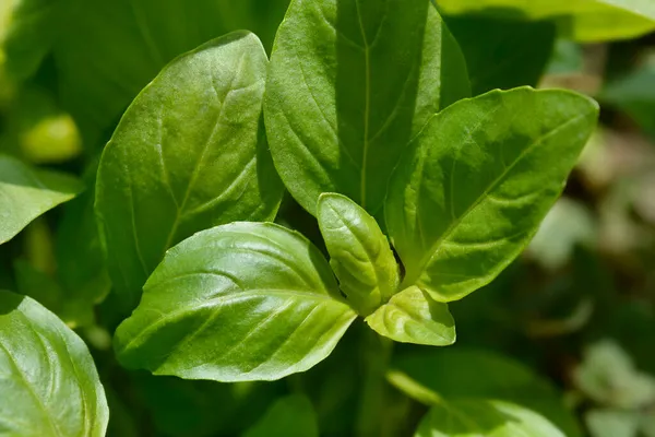 Dedaunan Kemangi Umum Nama Latin Ocimum Basilicum — Stok Foto