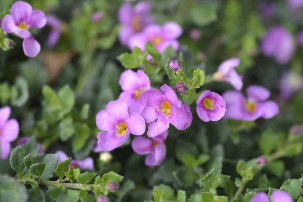 Bunga Merah Muda Bacopa Ornamental Nama Latin Chaenostoma Cordatum — Stok Foto