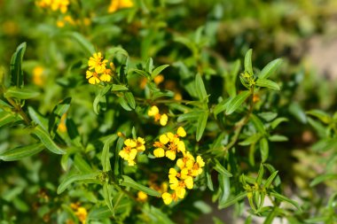 Meksika kadife çiçeği - Latince adı - Tagetes lucida