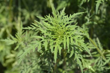 Yaygın yosun yaprakları - Latince adı - Ambrosia artemisiifolia