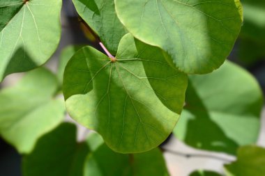 Yahuda ağaç yaprakları - Latince adı - Cercis siliquastrum