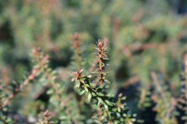 Podocarp Çikolata Kutusu - Latince adı Podocarpus alpinus Çikolata Kutusu