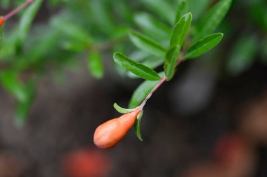 Cüce nar çiçeği tomurcuğu, Latince adı Punica granatum var. Büyükanne.