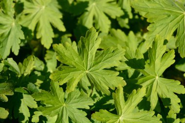 Kaya turna gagası Latince adı Geranium makro hizum 'dan ayrılıyor