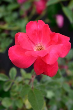 Gül Nakavt Çiçeği - Latince adı - Rosa Nakavt Etti