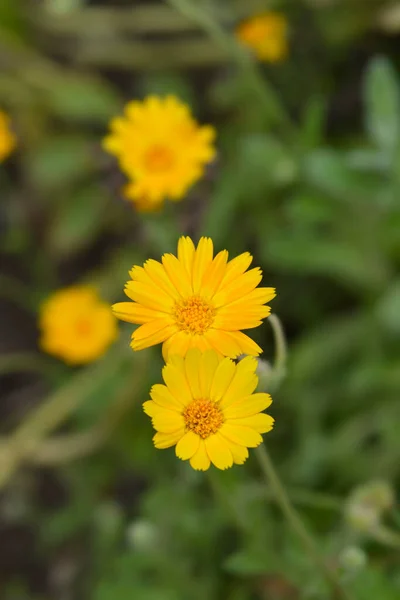 Garden Marigold Latin Name Calendula Officinalis — Stock Photo, Image