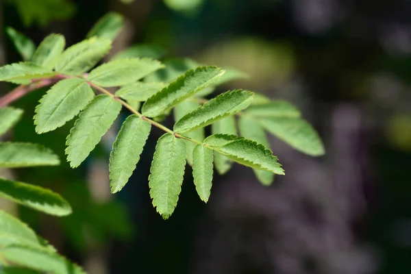 Common Mountain Ash Leaves Latin Name Sorbus Aucuparia — Stock Photo, Image