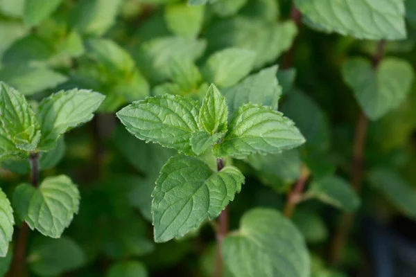 Coklat Daun Mint Nama Latin Mentha Piperita Citrata Coklat — Stok Foto