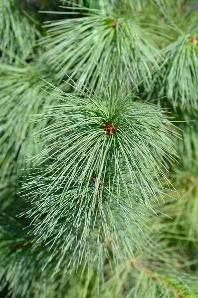 Pino Del Himalaya Nombre Latino Pinus Wallichiana — Foto de Stock