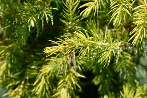 Oddział Shore Juniper Allgold Nazwa Łacińska Juniperus Conferta Allgold — Zdjęcie stockowe