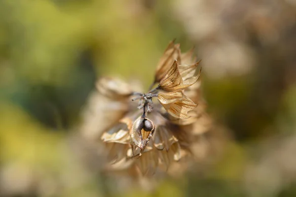 Salbei Samenschoten Lateinischer Name Salvia Officinalis — Stockfoto
